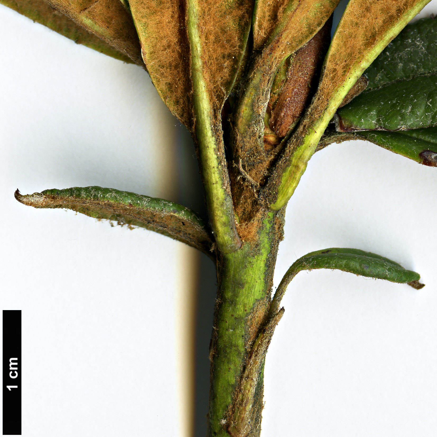 High resolution image: Family: Ericaceae - Genus: Rhododendron - Taxon: roxieanum - SpeciesSub: var. oreonastes